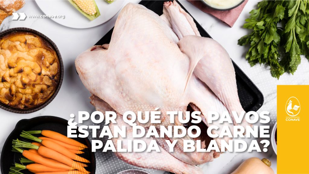 ¿Por qué tus pavos están dando carne pálida y blanda? La ciencia detrás del síndrome PSE CONAVE